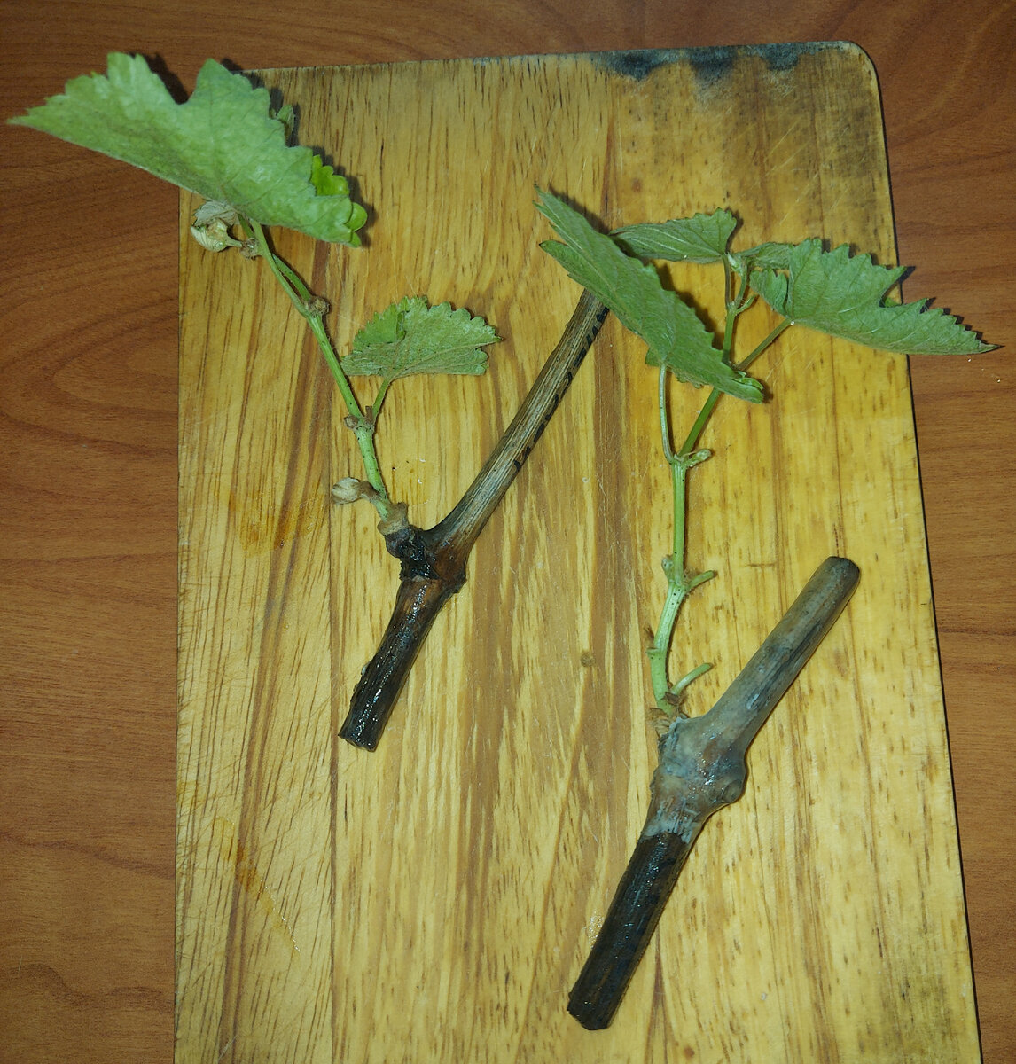 Два отказавшихся укореняться черенка.