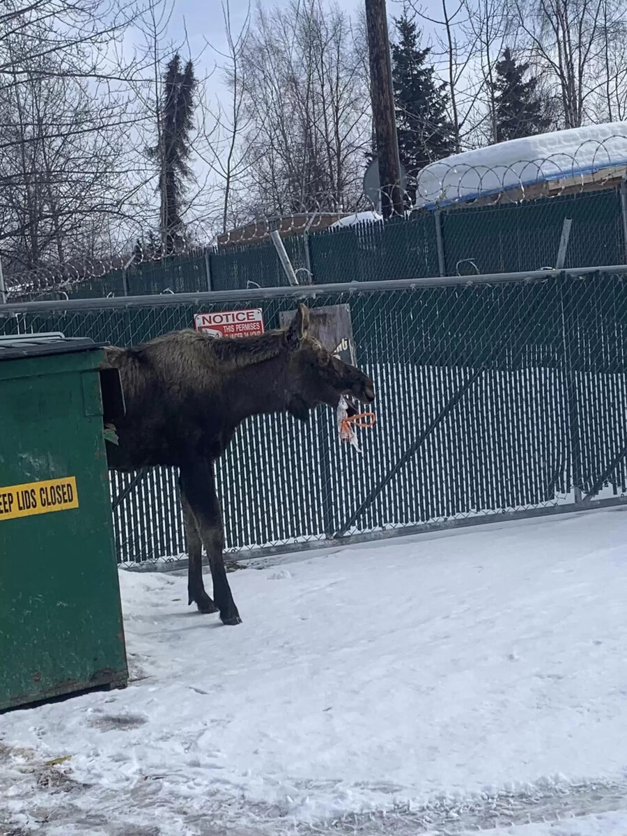    Предмер во рту лося был пугающимJames West