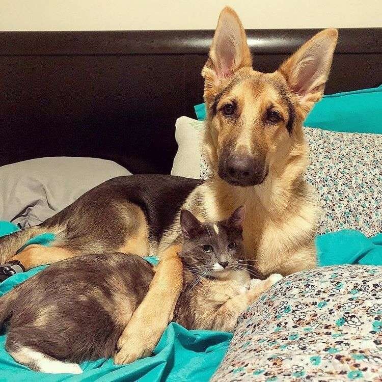 Коди и Лили. Источник фото: https://thebestcatpage.com/couple-intends-to-rehome-cat-but-devoted-dog-refuses-to-let-her-go/