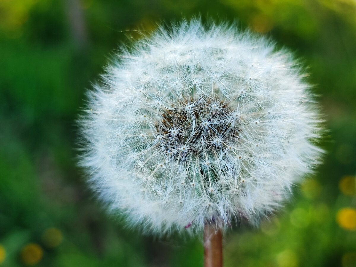 Одуванчик
