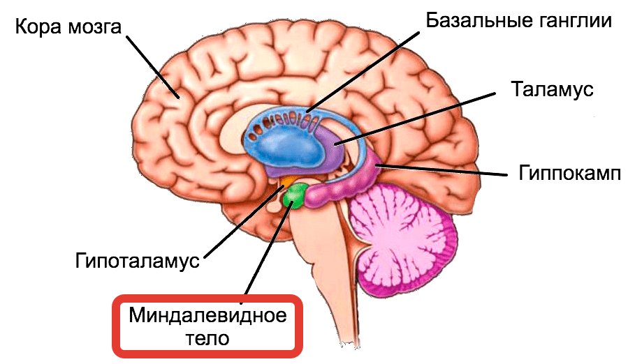 В глубине глубин нашего мозга, надёжно спрятано и эффективно функционирует миндалевидное тело. Держит нас в эмоциональном тонусе и не даёт совершать безумные поступки. 