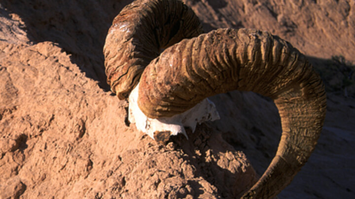 © KONSTANTIN MIKHAILOV / RUSSIAN LOOK/GLOBALLOOKPRESS