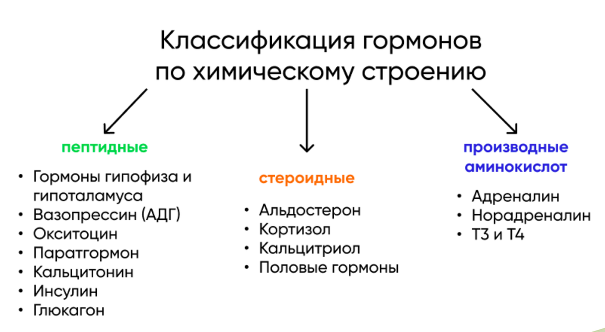 Классификация гормонов по механизму действия. Дыхательные мышцы, их классификация.. Вспомогательные инспираторные мышцы. Основные и вспомогательные респираторные мышцы. Клинико-морфологические формы гломерулонефрита.