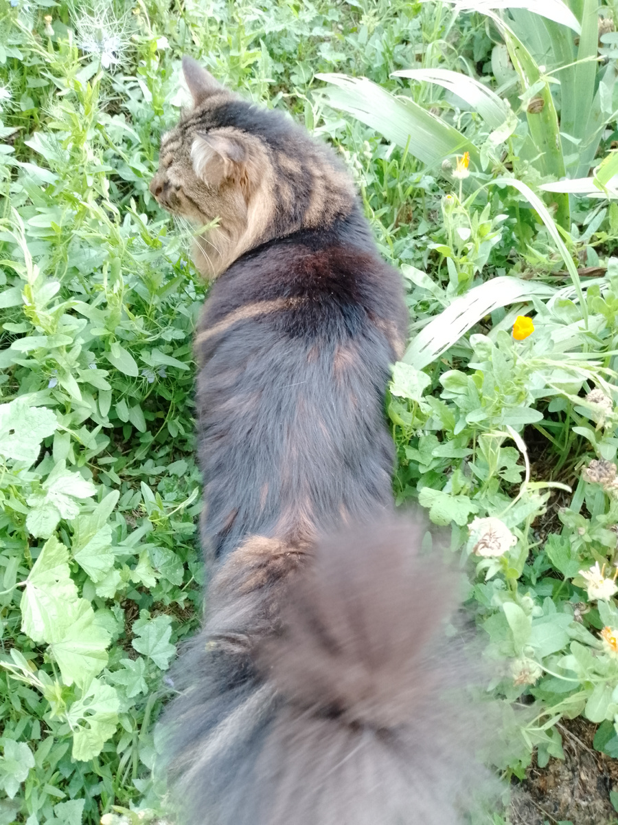 Котофей Кузя в джунглях