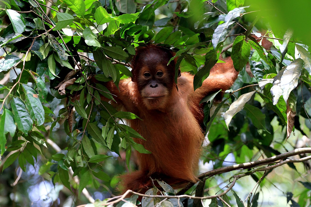 Орангутанг ареал обитания. Sumatran Orangutan.