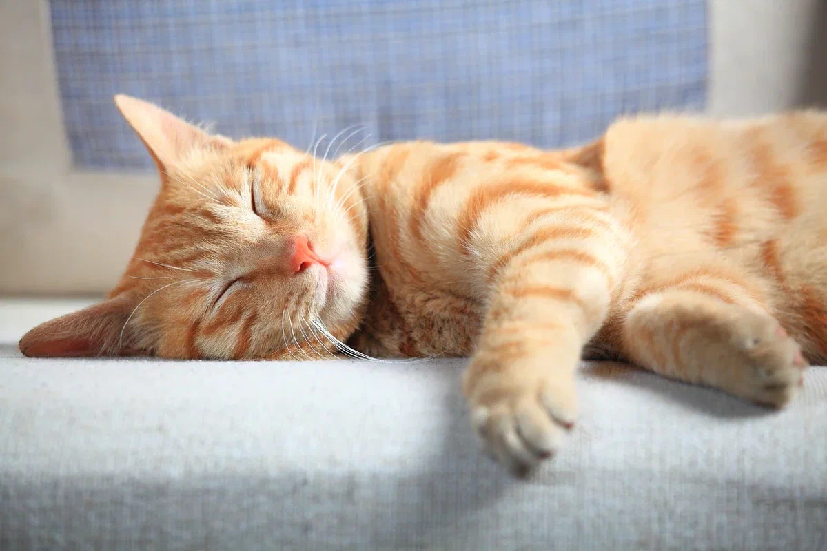 Расслабленная кошка. Спящий кот. Спящие котики. Рыжие коты.