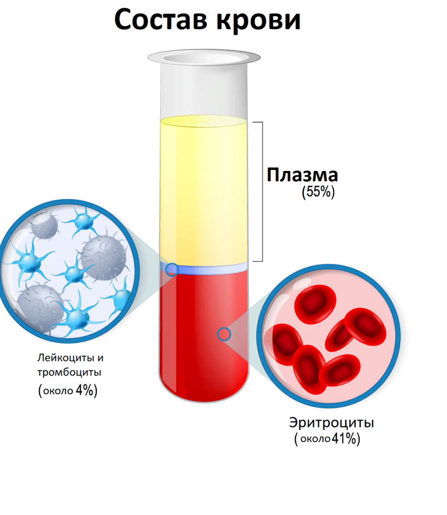 Заболевания плазмы крови. Кровь состоит из плазмы эритроцитов лейкоцитов. Плазма эритроциты лейкоциты тромбоциты. Схема кровь плазма кровяные клетки. Кровь состоит из плазмы лейкоцитов и тромбоцитов.