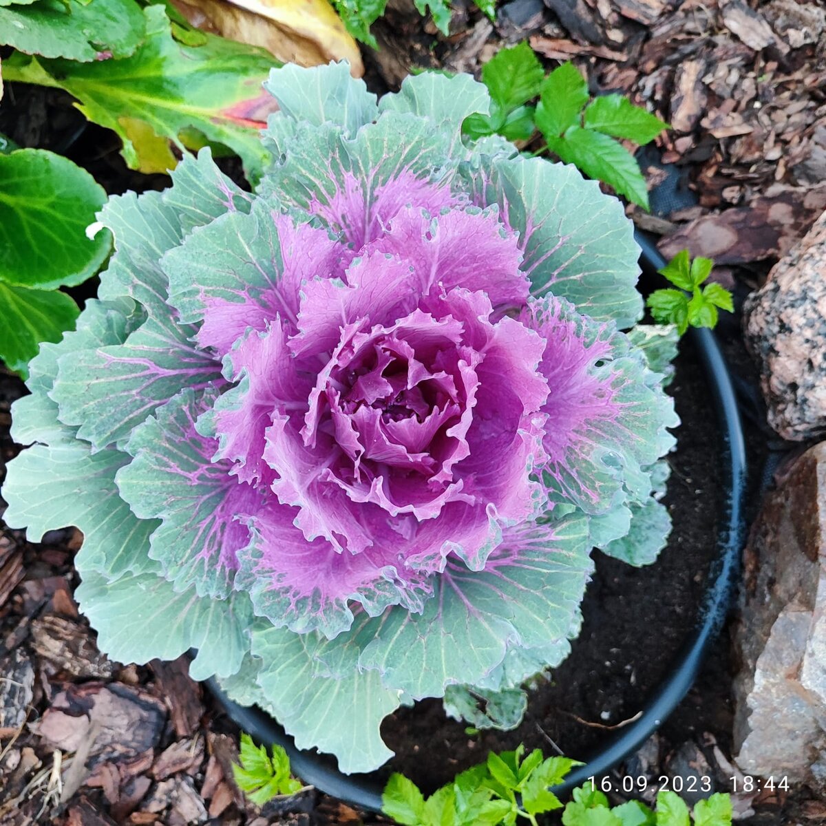 А эта высажена раньше других на солнечную клумбу, видимо улитки решили из-за одного кочанчика сюда не ползти...