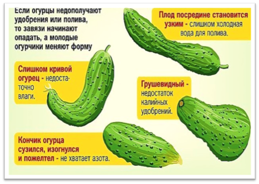 Огурцам не хватает азота. Нехватка микроэлементов у огурцов по форме плода. Форма огурца о чем говорит фото описание. Форма огурца. Как по форме огурца определить чего не хватает.