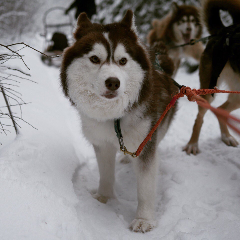 Зимой мы катаем на упряжке. Приезжайте покататься! 
