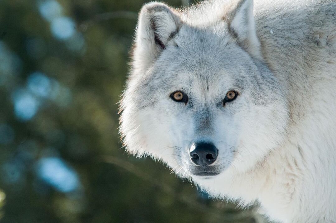 Фото: @leonardodicaprio