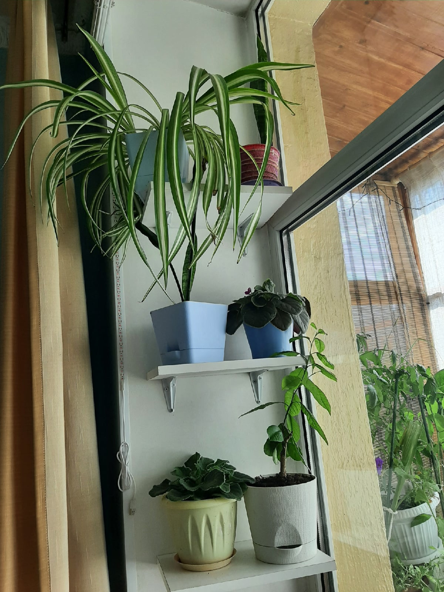 Даже при минимальном уходе всё хорошо