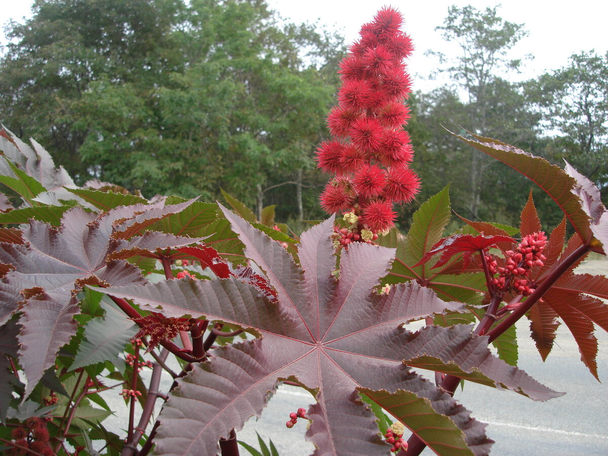 Осенью клещевина неотразима. 