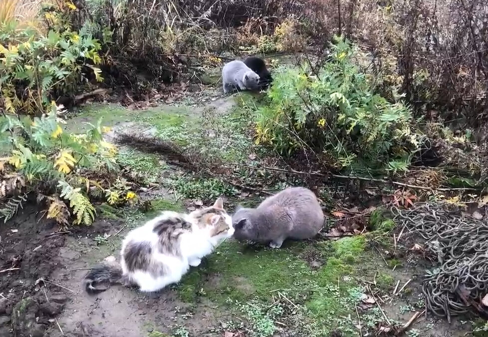 Очередные брошенки. Всего лишь очередные. Сколько их таких - даже не представляйте.