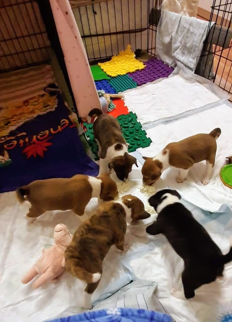 Первый прикорм 