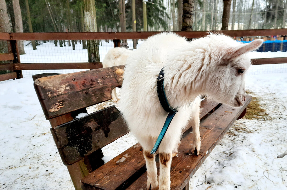 Валяния в снегу.