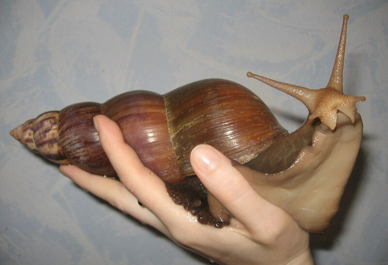 Улитка на 4 году жизни