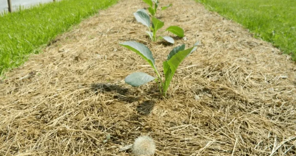 Фото из открытых источников в моей обработке