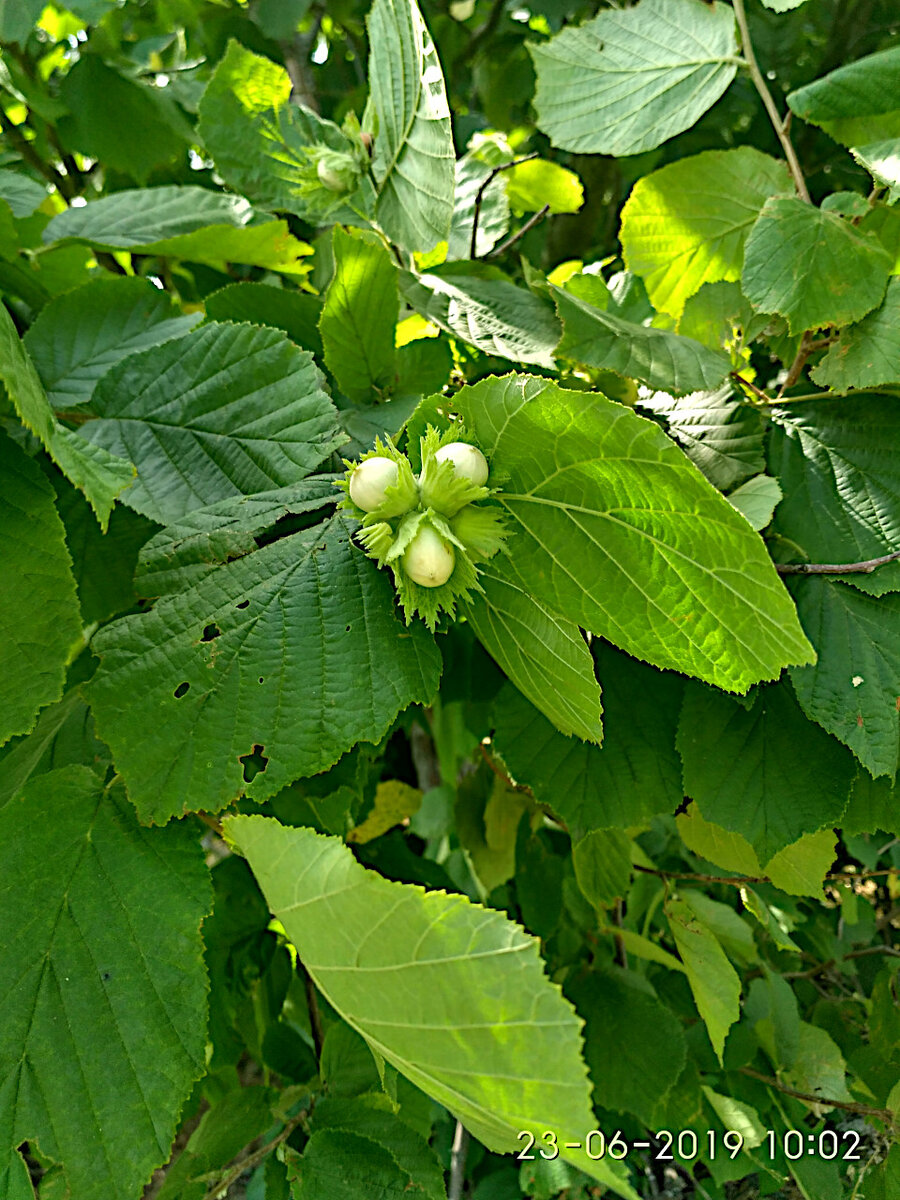 Лещина маньчжурская Corylus mandshurica