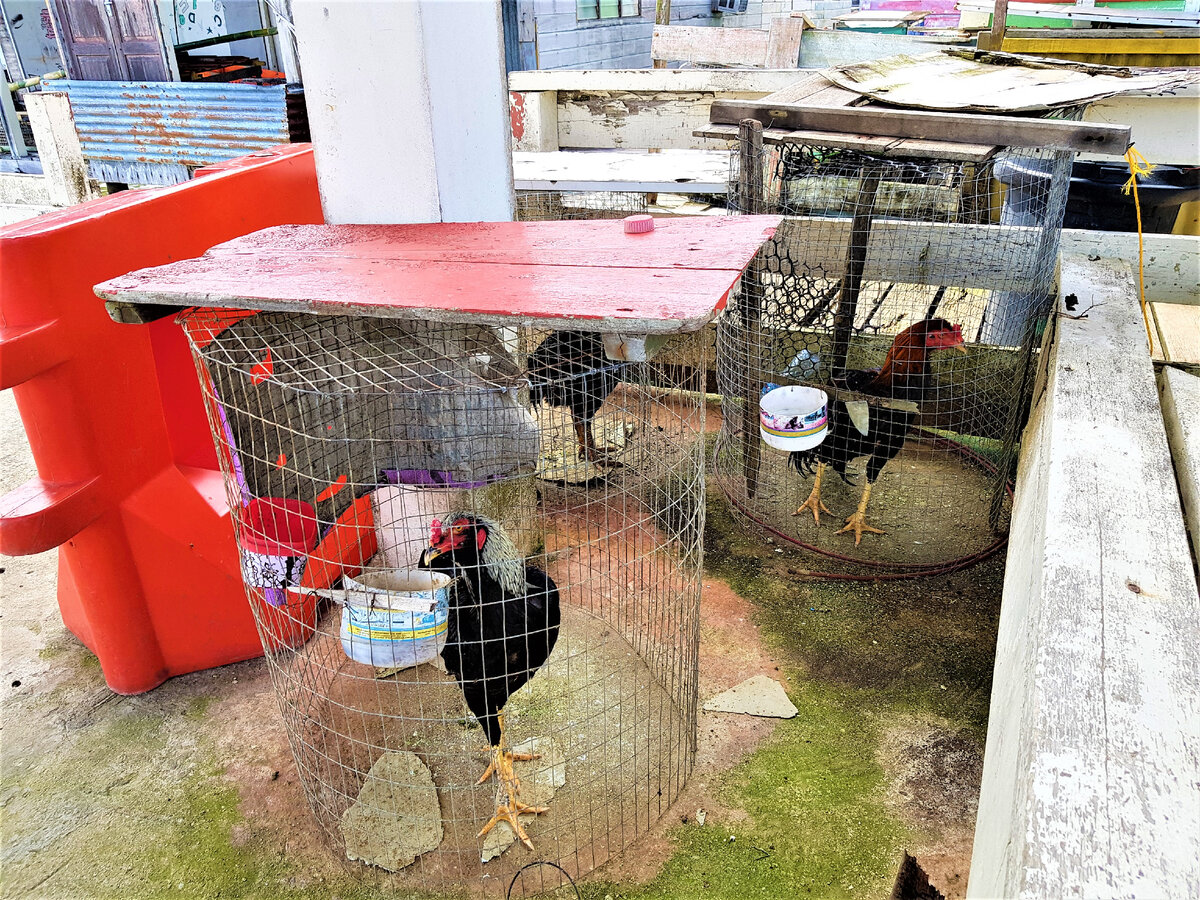 Петушиная ферма в деревне на сваях Кампонг-Айер, Бандар-Сери-Бегаван, Бруней.