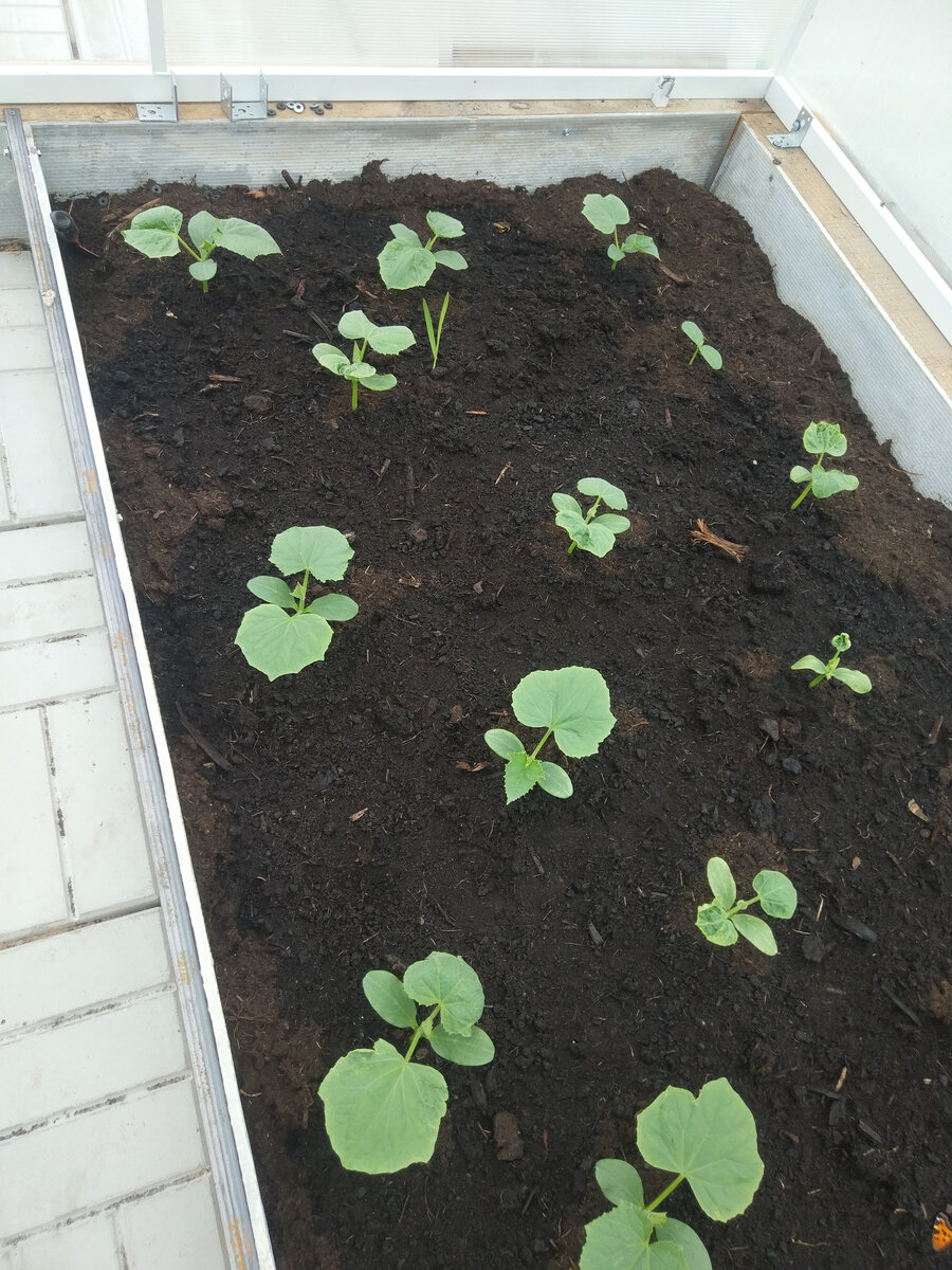 Фото автора, огурцы в теплице, май 2021 года