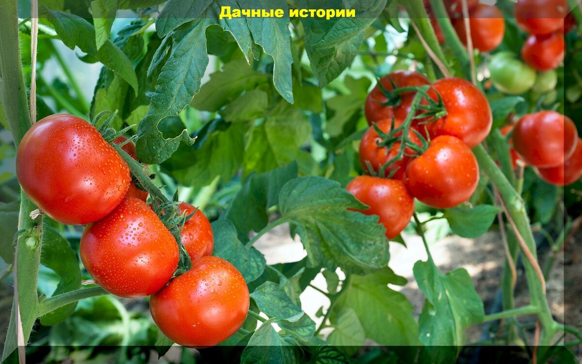 https://vk.com/photo-159774511_457254151