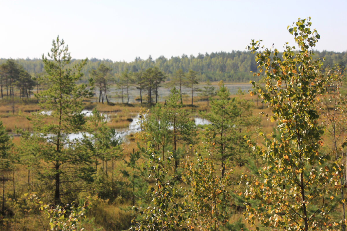 Вид со смотровой площадки Галкинского болота
