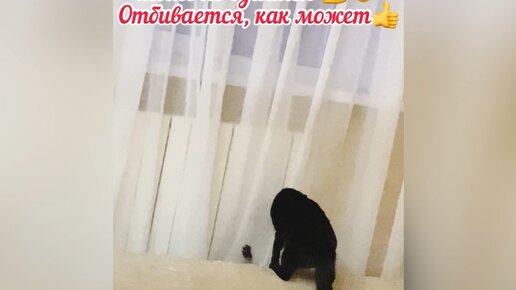 Чёрная кошка опять кого-то лупит, или это игра такая. Вот и пойми, что происходит в кошачьем семействе