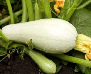 кабачки неправильной формы