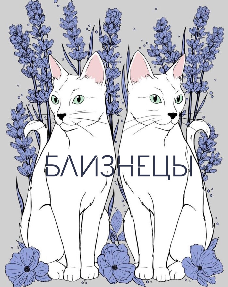 Коты Близнецы арт