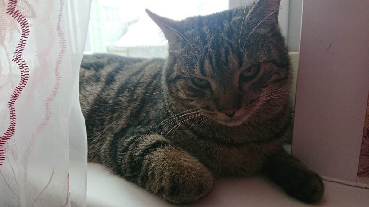 Его брат по маме. Плюх, Плюшик, Плюха. 2 года.