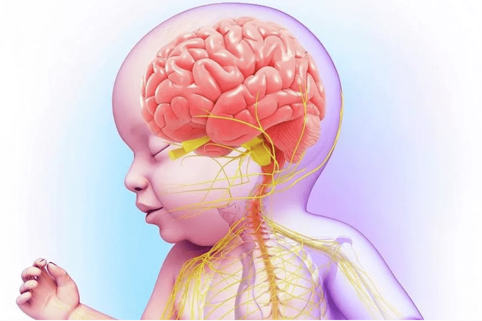 Нарушения детей в системе. Мозг ребенка. Нервная система ребенка. Нервная система новорожденного.