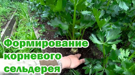 Повышаем урожай корневого сельдерея