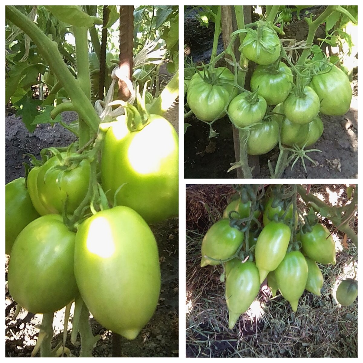 Жду созревания томатов. Коллаж из фото автора. 
