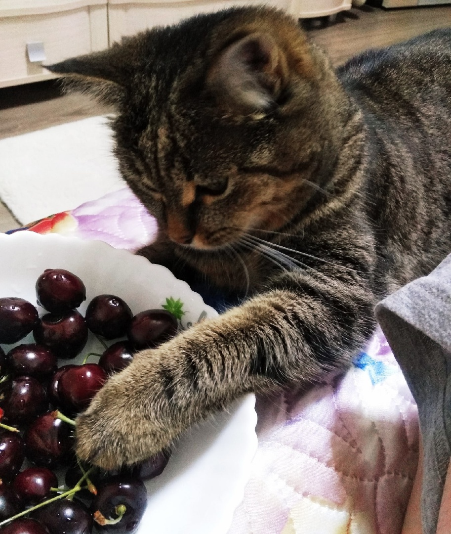 Фото автора. Джоз и черешня