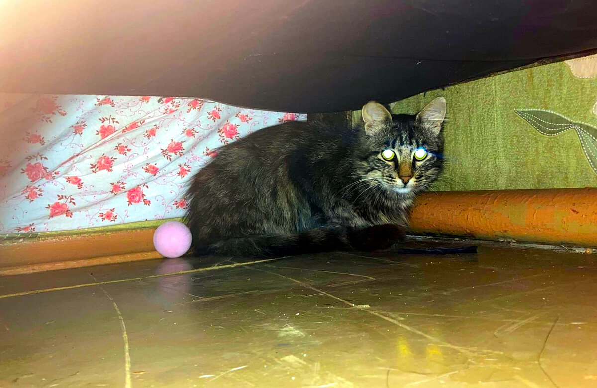 На домашней передержке после операции