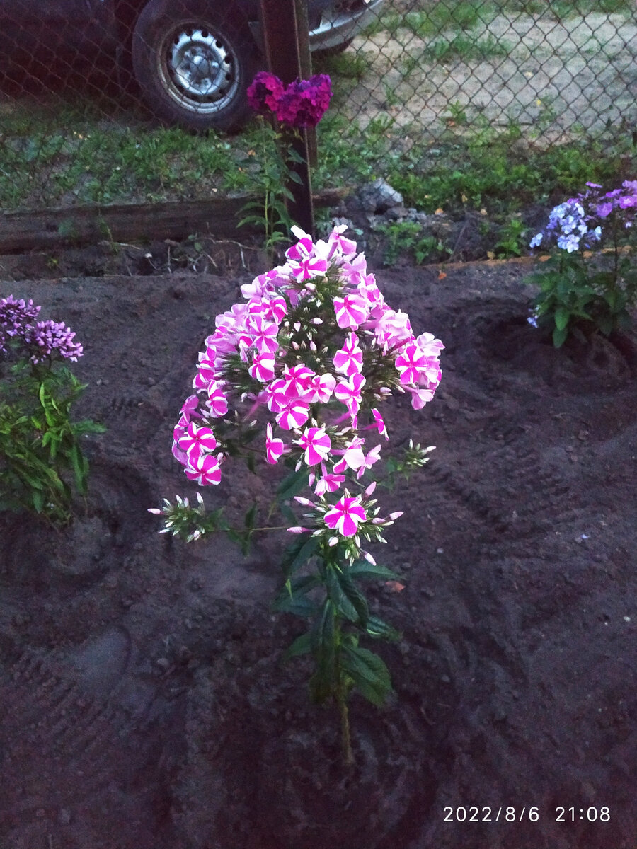 Флокс полосатый