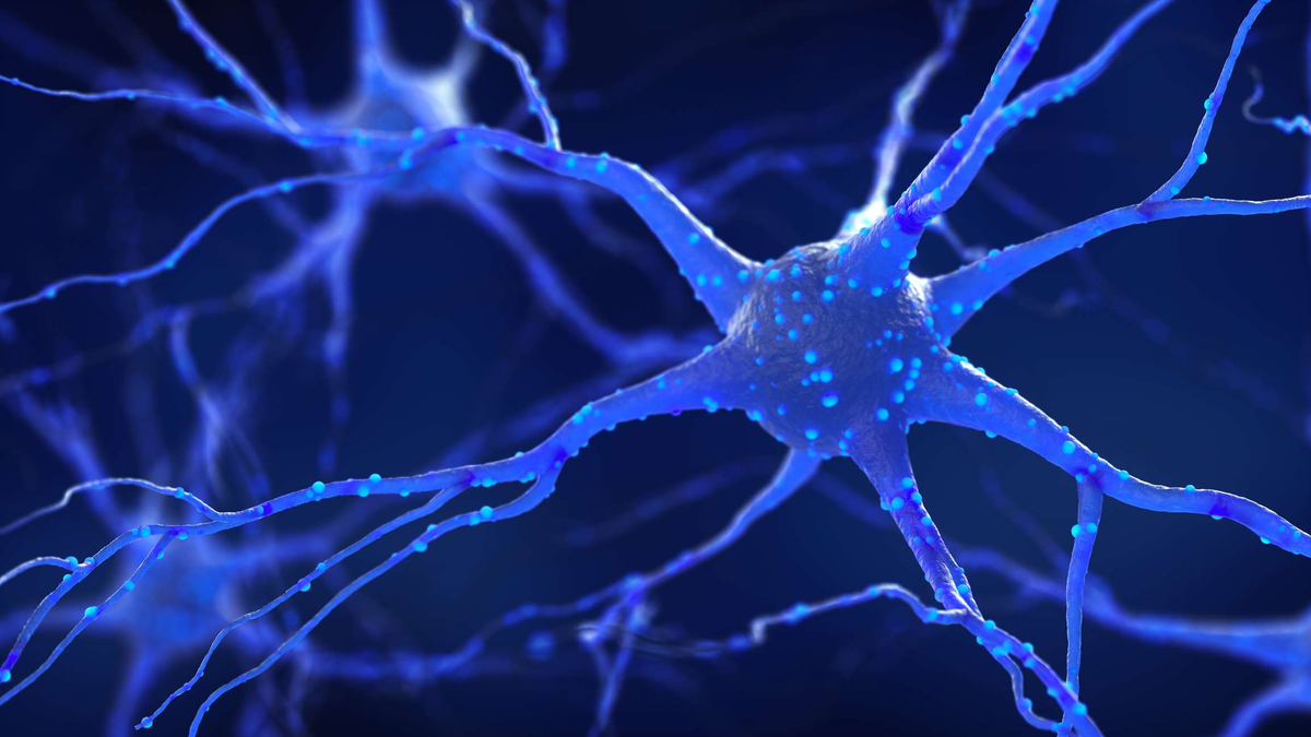 Открытие в нейробиологии: доказано, что нейроны появились единожды в истории