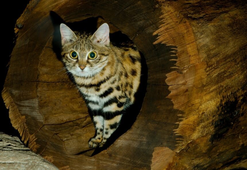 8 крутых диких кошек, которых вы, вероятно, не знаете | ПРИРОДОВЕД:  Интересная природа | Дзен
