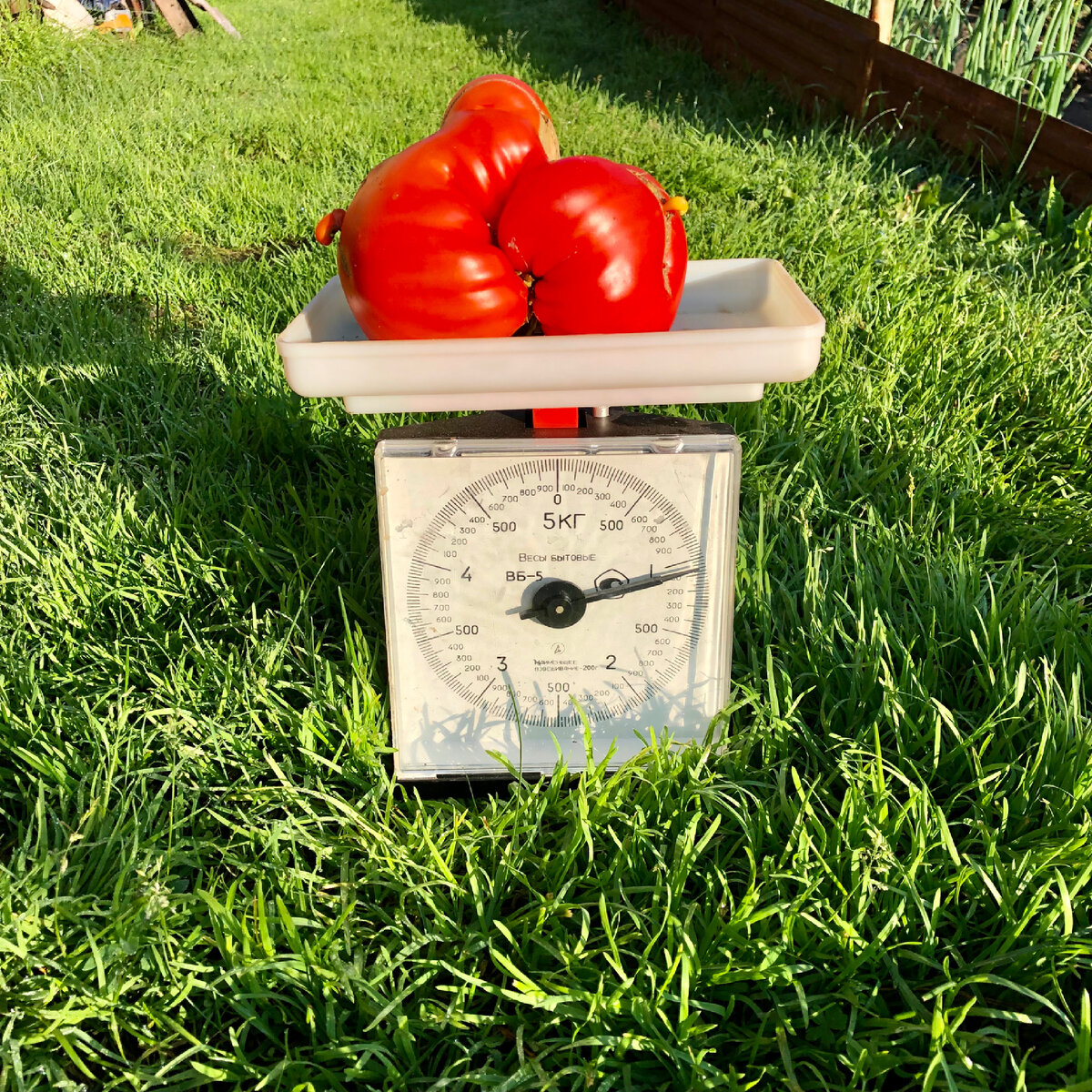 Это не газон, обычная трава