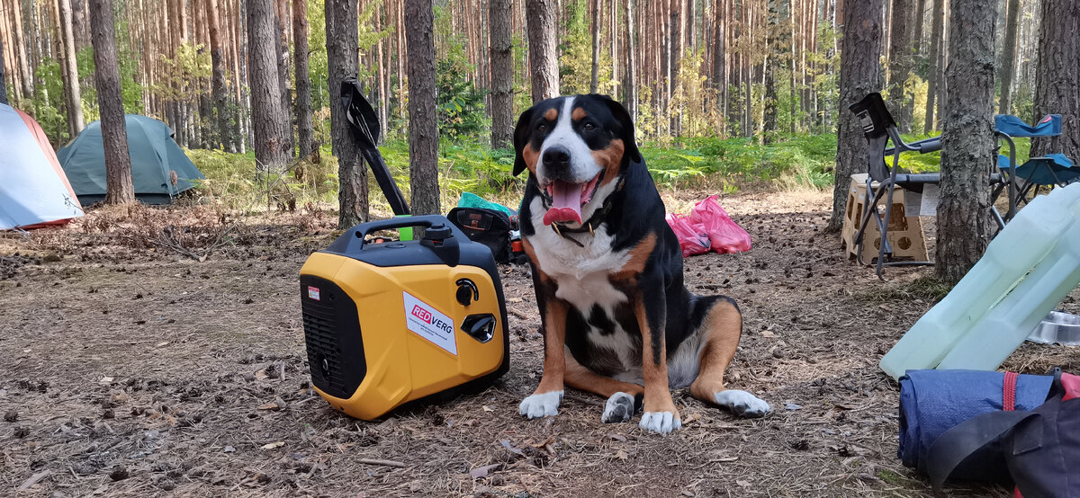 RedVerg-IG2300H и моя собака Бона