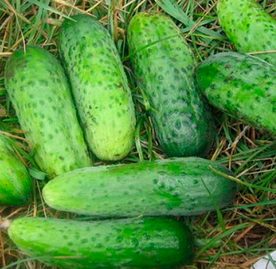 Огурец Мальчик с пальчик
Склонность к пучковому образованию завязей, интенсивное плодоношение. Для выращивания под пленочными укрытиями. Раннеспелый гибрид. Период от всходов до начала плодоношения 39-41 день. Растение сильнорослое. Плод овальный, редко мелкобугорчатый, зеленый с короткими слабовыраженными светлыми полосами, опушение белое. Масса 50-65 г, длина 6-10 см. Устойчив к комплексу болезней огурца. Универсальное использование.