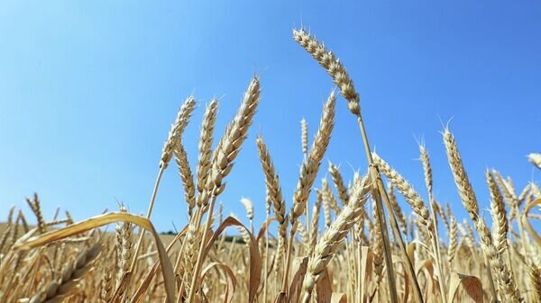   © Photo : Ministry of Agriculture (Azerbaijan)