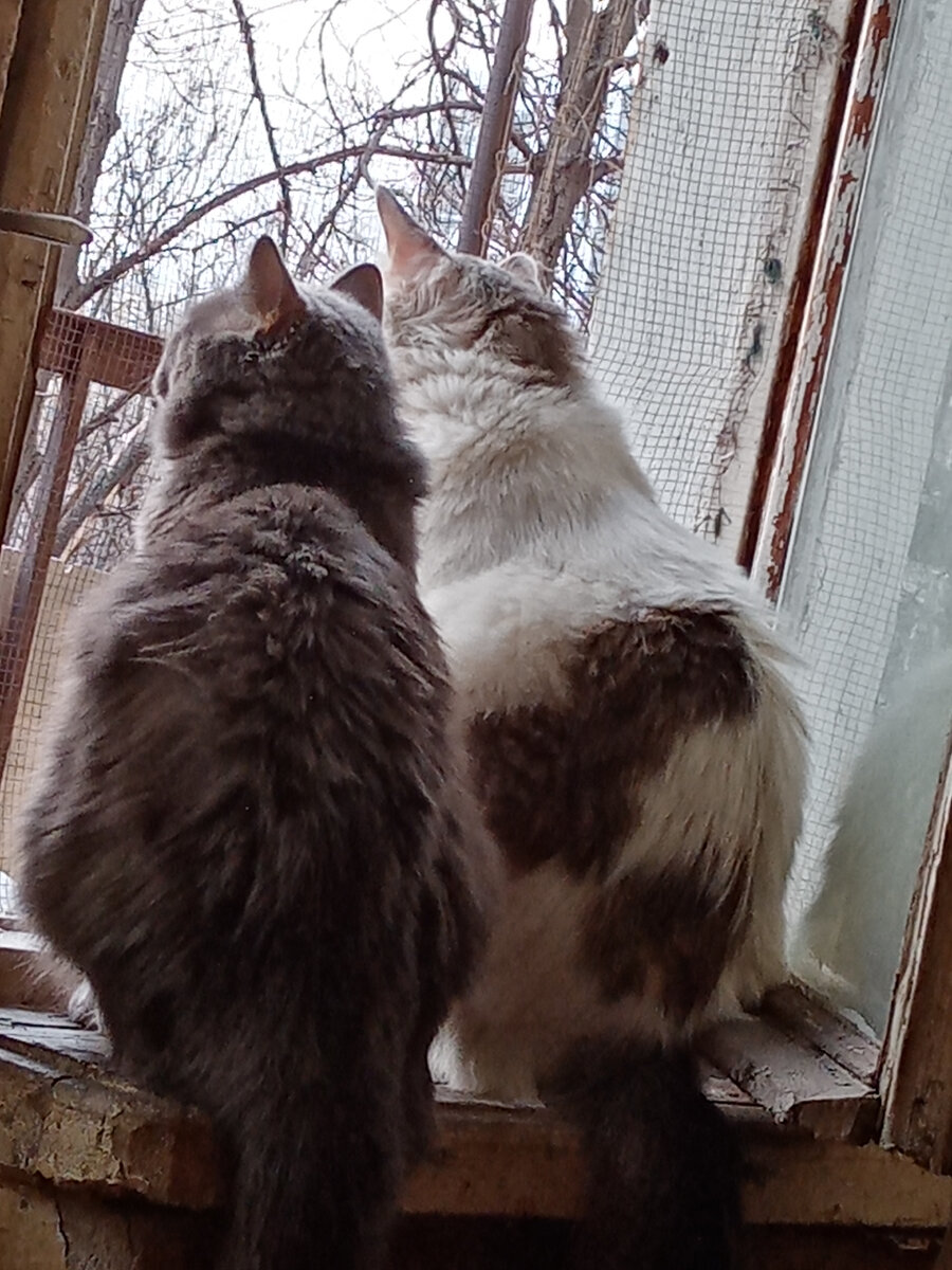 Групповой портрет Вид котов сзади. Плюха и Авосяндра