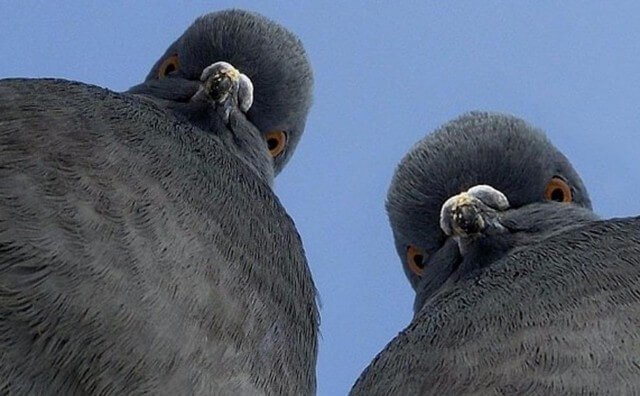    Последние исследования показали, что мозг птиц более совершенный, чем мозг млекопитающих