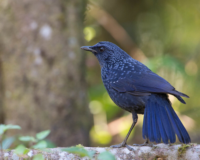 Синяя птица. Фото Jason Thompson (flickr.com)