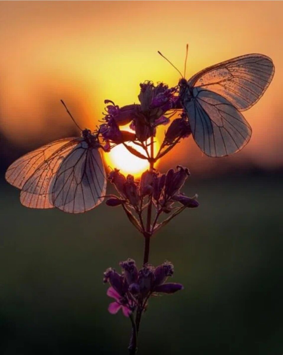 Источник фото: Яндекс. Картинки 