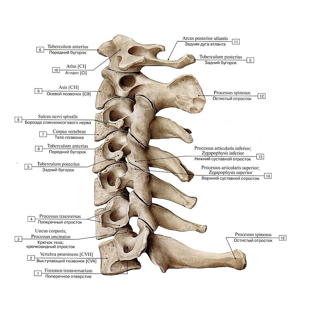 Шейный отдел позвоночного столба. Вид сбоку, слева.