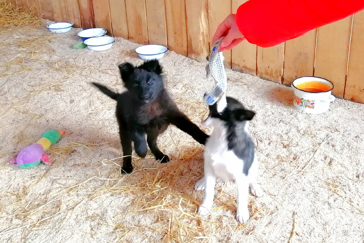 Веста первая бежит играть с людьми и сразу понимает правила игры