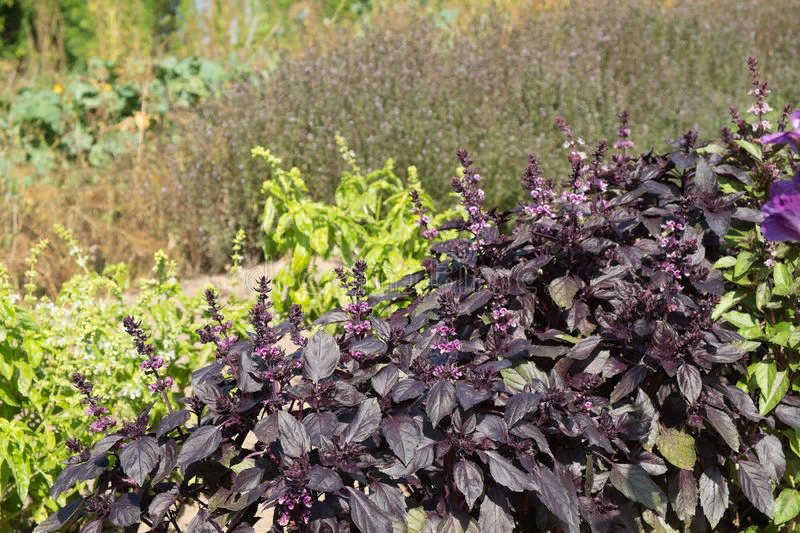 Базилик пурпурный